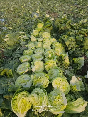 ترخیص کالا در گمرک لطف آباد
