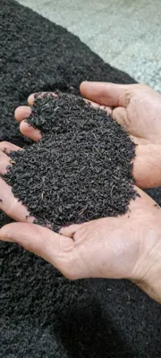 نمونه چای تولیدی