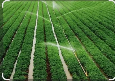 کشت قطره ای