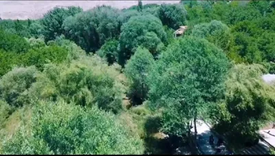 درختان سر به فلک کشیده و سایه مشت