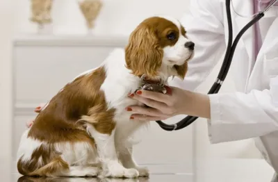 دامپزشکی در جنت آباد