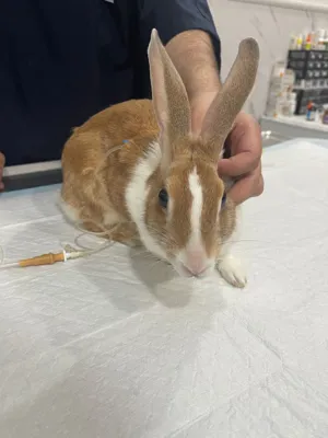 دامپزشکی در جنت آباد