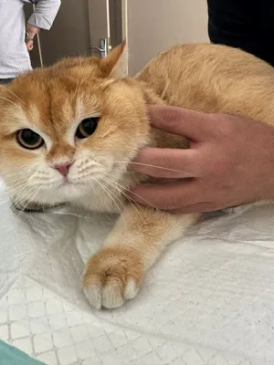 دامپزشکی در جنت آباد