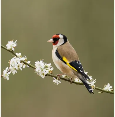 سهره اوازه خوان