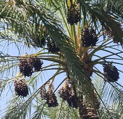 خرمای سجاد میانچیل ایران