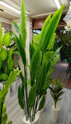 خرید درختچه دکوری