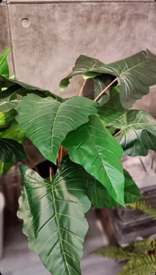 درختچه مصنوعی