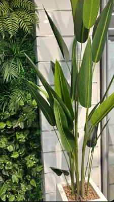 خرید درختچه دکوری