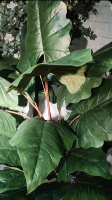 خرید درختچه مصنوعی