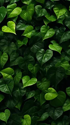 فنس برگ ریحون