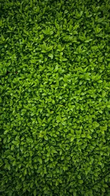 خرید فنس برگ ریحون