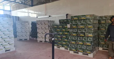 ФИНИКИ «КОЛОМПЕ» И «МАЗФАТИ» ИЗ МЬЯНЧИЛА, ИРАН