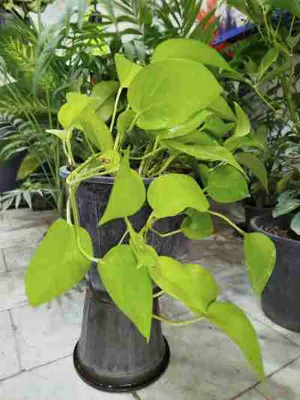 ارزان ترین
گلفروشی کرج