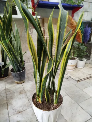 گلفروشی کرج