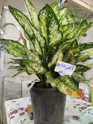 بهترین گلفروشی