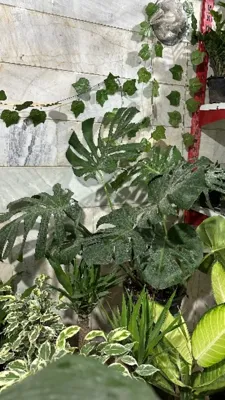 ارزان ترین گلفروشی