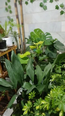 ارزان ترین گلفروشی