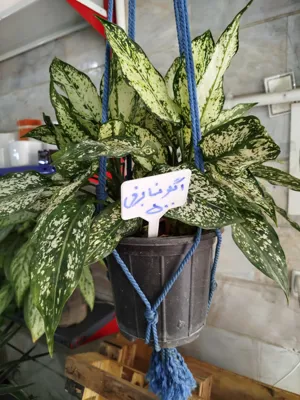 گلفروشی کرج