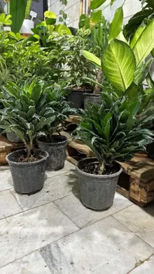 بهترین گلفروشی کرج