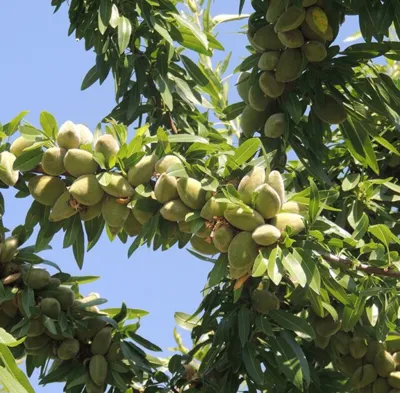 فروش دستگاه پوست کن بادام در اصفهان