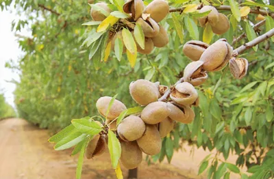 فروش پوست کن بادام و گردو 