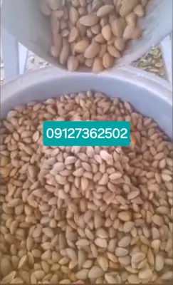  دستگاه پوست کن بادام و گردو پسته و فندق در اصفهان 