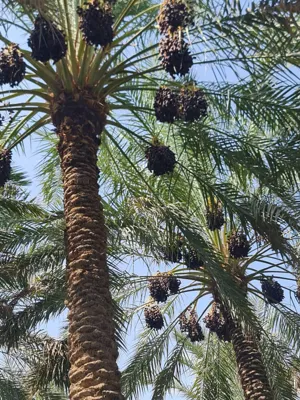 ईरानी मज़ाफ़ती खजूर