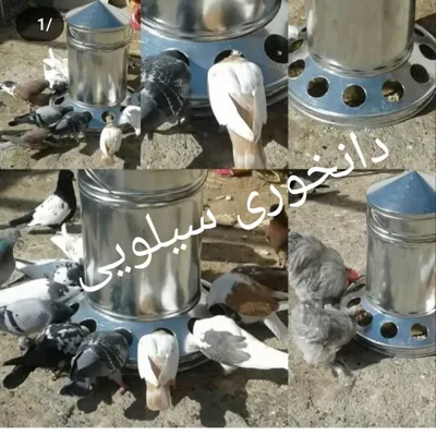 دانخوری سیلویی