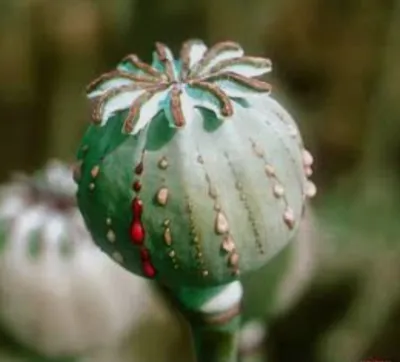 تنتور اپیوم