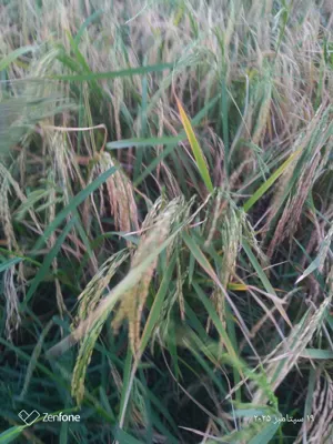 برنج فروشی بهاران

