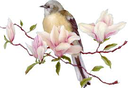 خرید دان پرنده