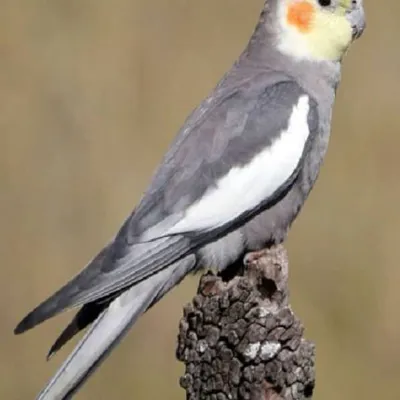 عروس هلندی نژاد آهویی