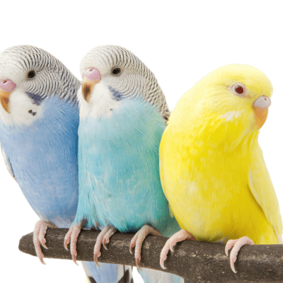 مرغ عشق جفتی