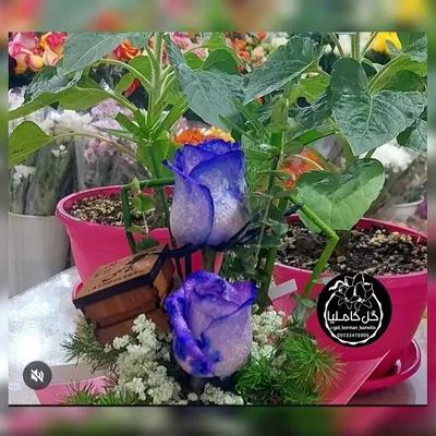 سفارش گل در کرمان 