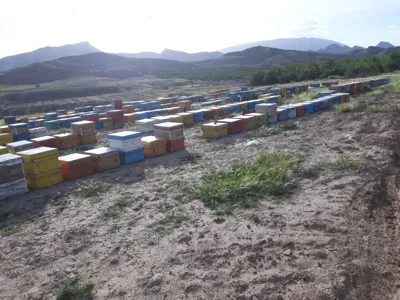 عسل طبیعی گل کده