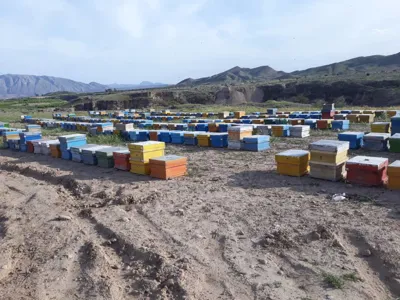 عسل طبیعی گل کده