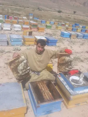 عسل طبیعی گل کده