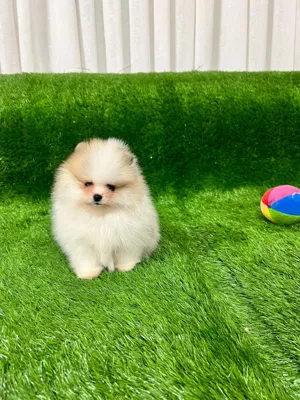 پامرانین خرسی