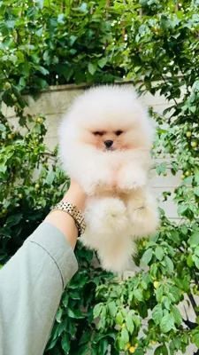 پامرانین خرسی