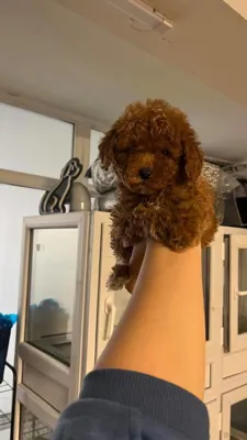 پامرانین خرسی