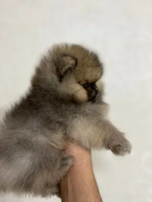 پامرانین خرسی