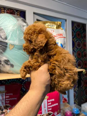 پامرانین خرسی