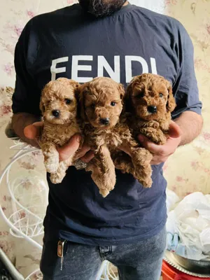 پامرانین خرسی