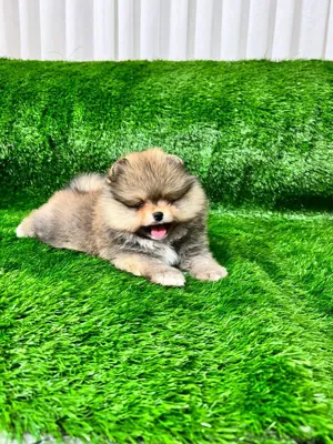 پامرانین خرسی