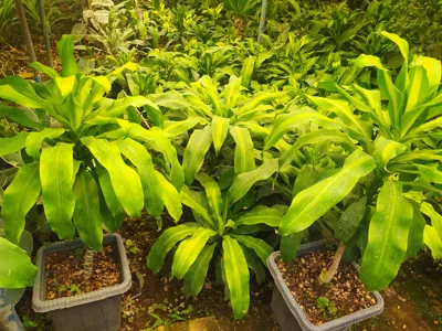 گل و گیاه آپارتمانی