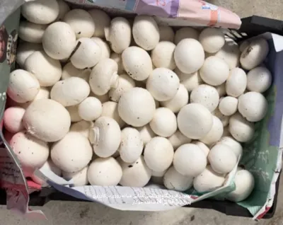 قارچ درجه یک در فروشگاه جوکار