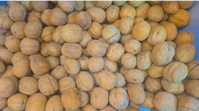 گردو هایپر جوکار