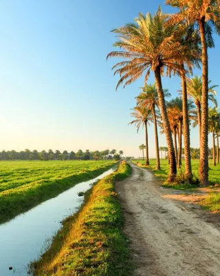 IRANIAN DATES FOR EXPORT AND WHOLESALE