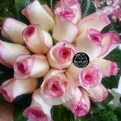 تالار گل کاملیا کرمان