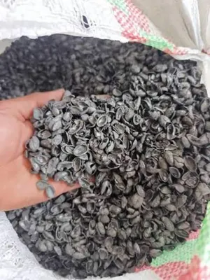 کربن پوست پسته